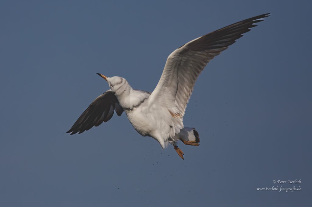 Eine Lachmöwe schüttelt im Flug den Kopf, vor blauem Himmel