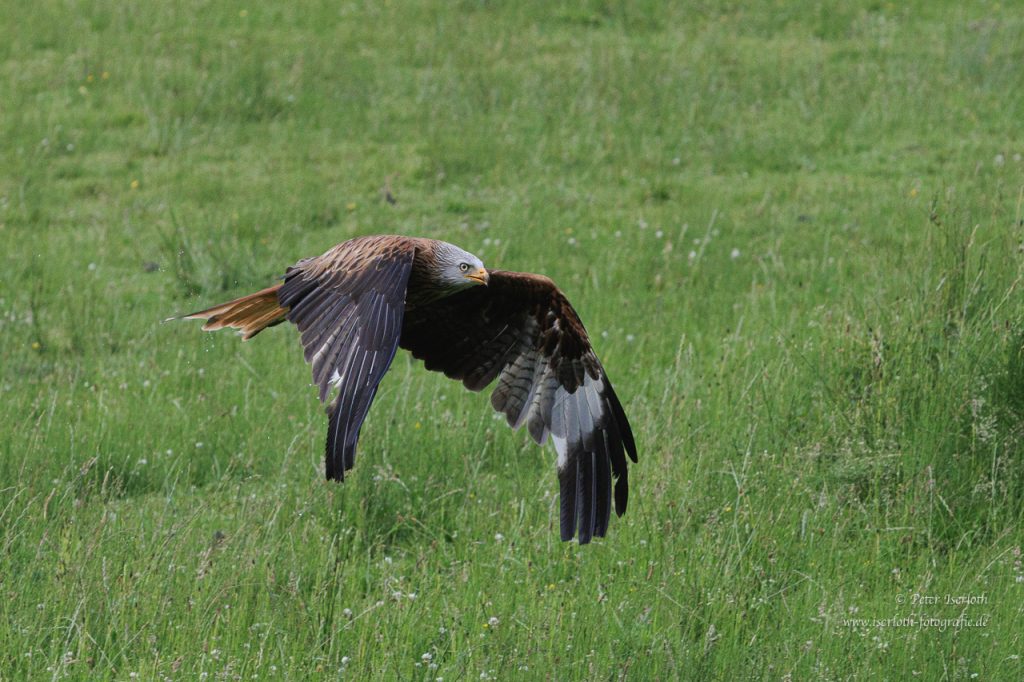 Ein Rotmilan im Flug. dicht über dem Gras.
