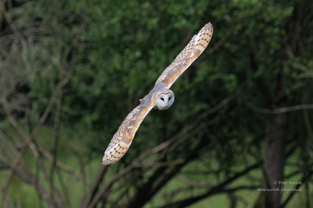 Eine Schleiereule fliegt auf den Betrachter zu.
