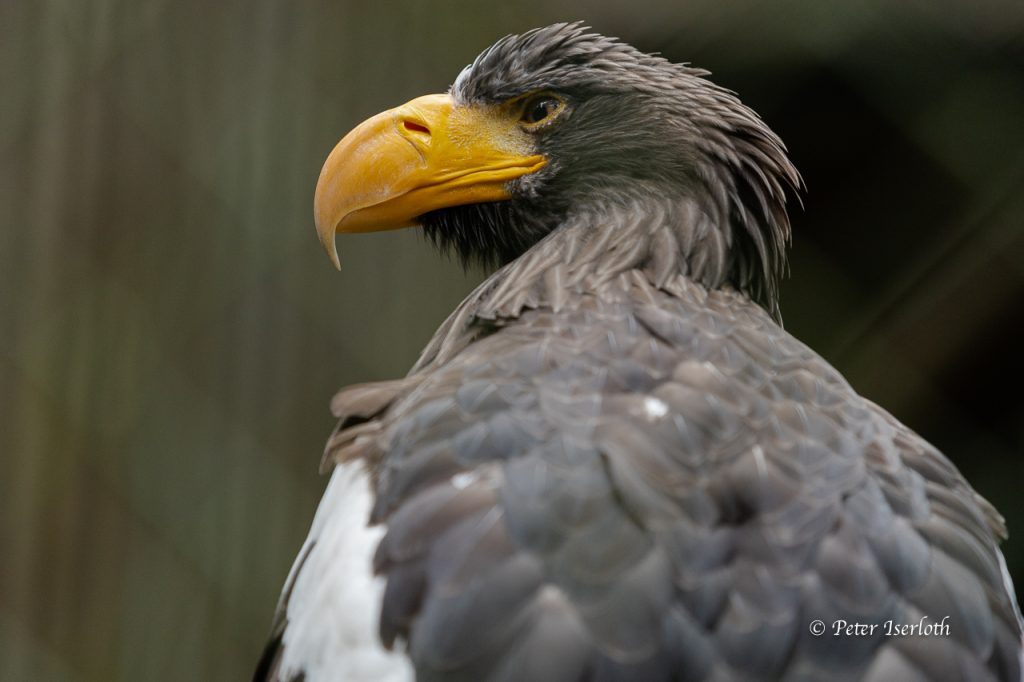 Ein Riesenseeadler mit scharfem Blick und beeindruckendem Schnabel.
