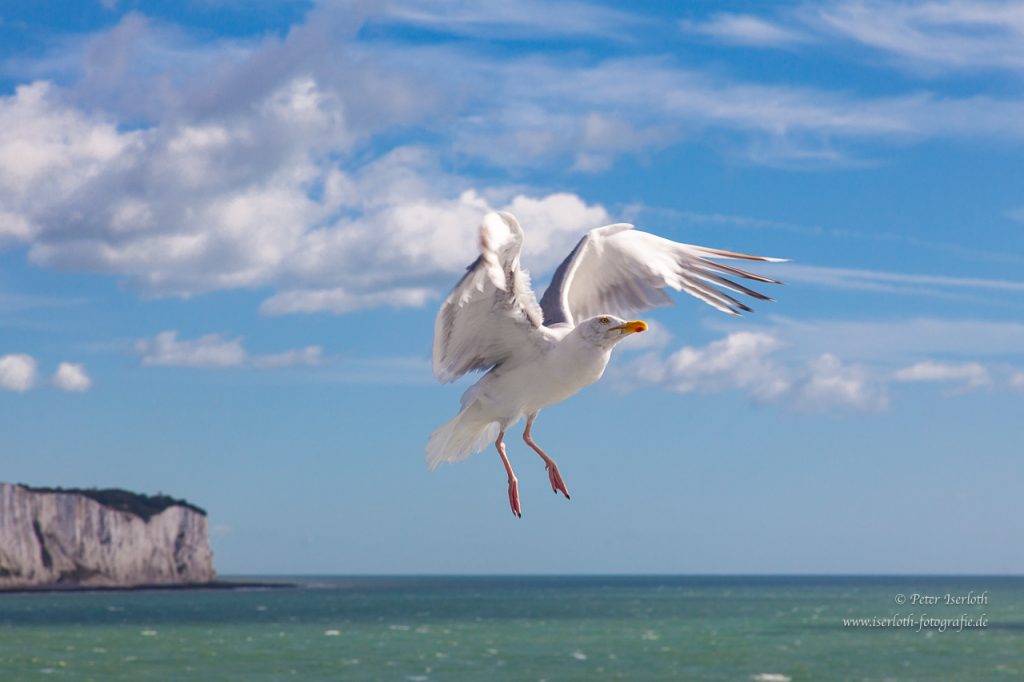 Eine Möwe im Flug, vor blauem Himmel.