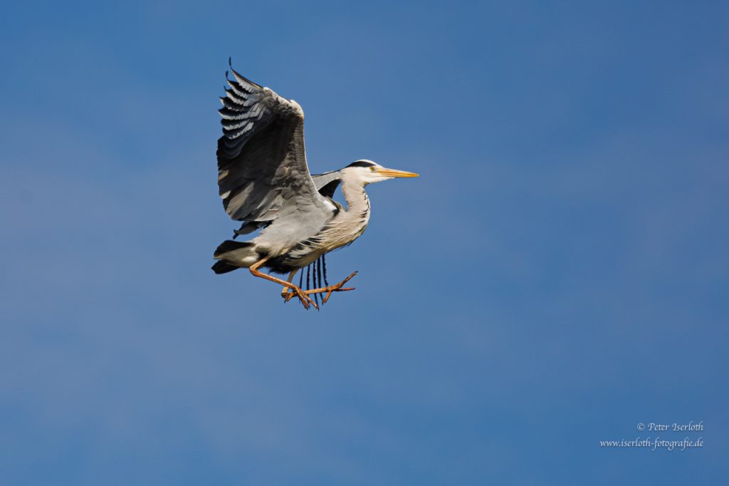 Graureiher im Flug, mit strampelnden Beinen.