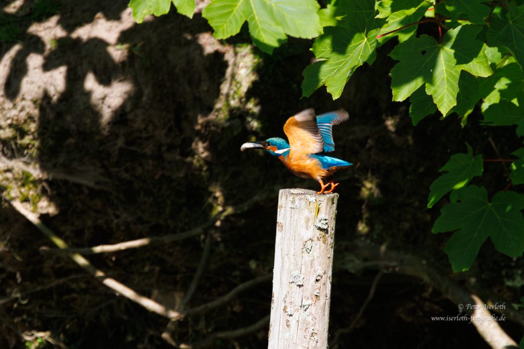 Ein Eisvogel mit einem Fisch im Schnabel, starte von einem Stamm zum Bau.