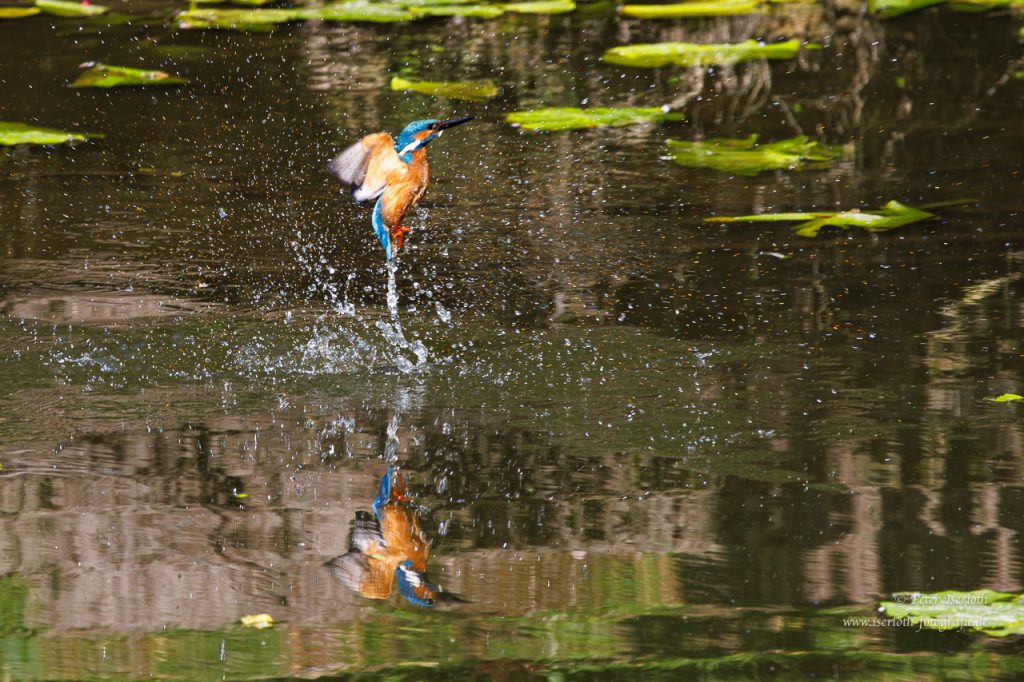 Der Eisvogel taucht nach einem erfrischendem Bad auf.