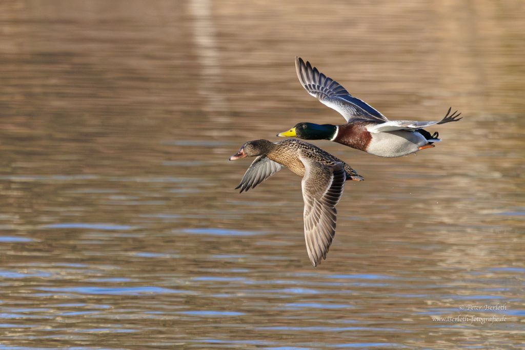 Zwei Stockenten im Flug, nahe beieinander.