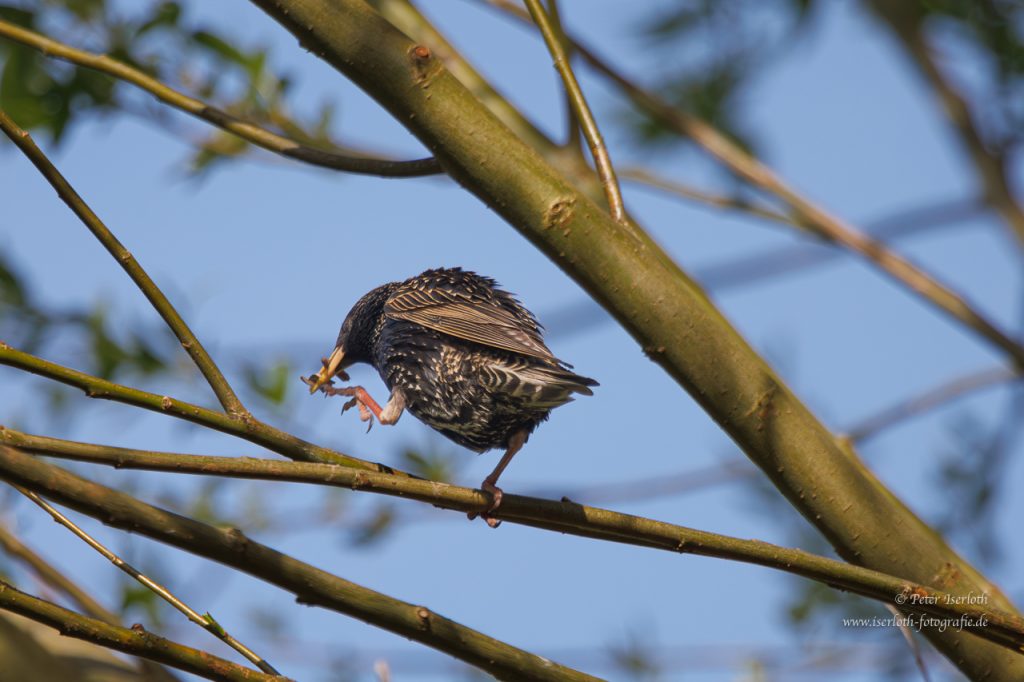 Ein Star mit Würmer im Schnabel, sitzt auf einem Ast.