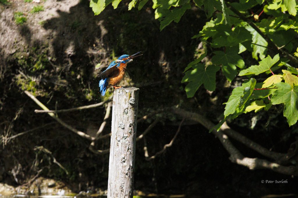 Ein Eisvogel schüttelt sich das Wasser aus dem Gefieder, auf einem Pfosten sitzend.