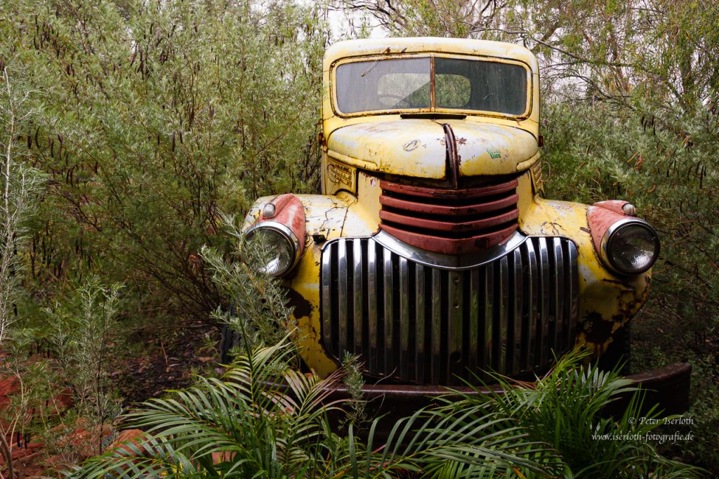 Alter, gelber LKW von vorn fotografiert, von der Natur eingewachsen.