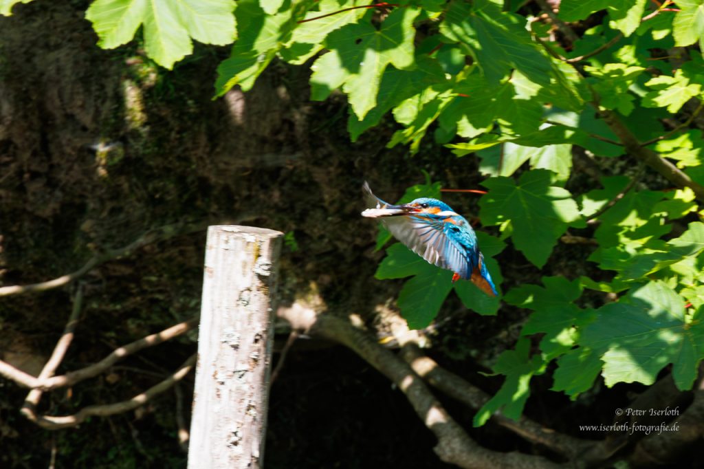Ein Eisvogel fliegt mit einem Fisch im Schnabel auf einen Stumm zu.
