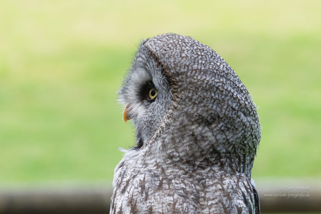 Porträt vom Bartkauz, der gebannt schaut.