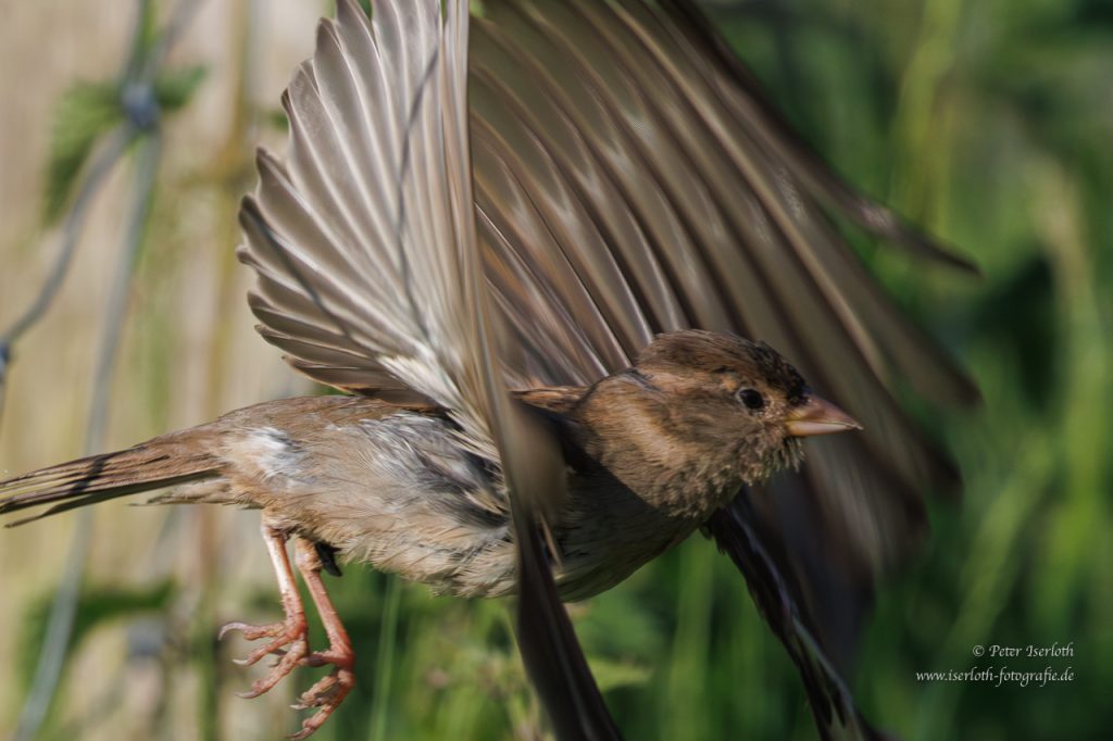 Haussperling im Flug, die Flügel sind gefächert aufgestellt.