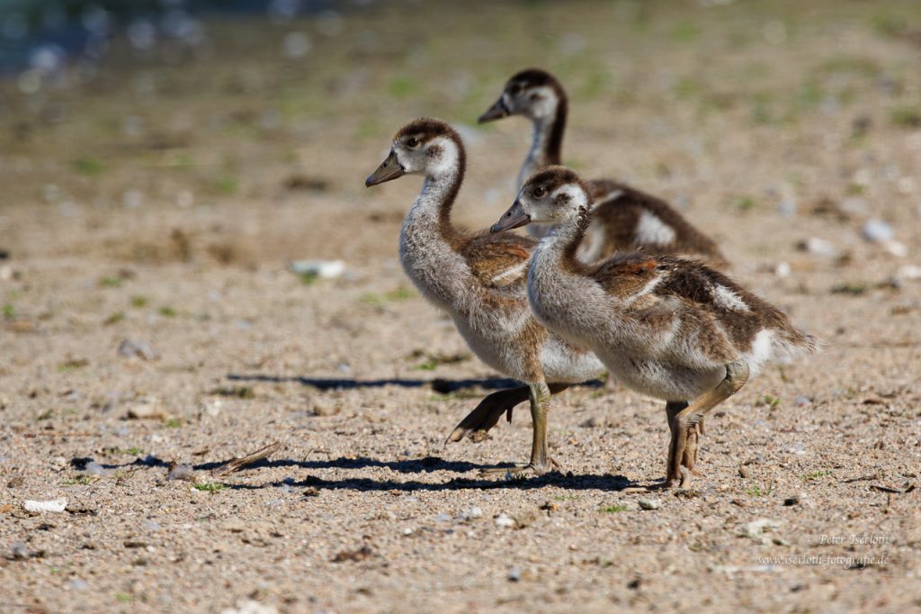 Drei Nilgänse maschieren über den Strand.