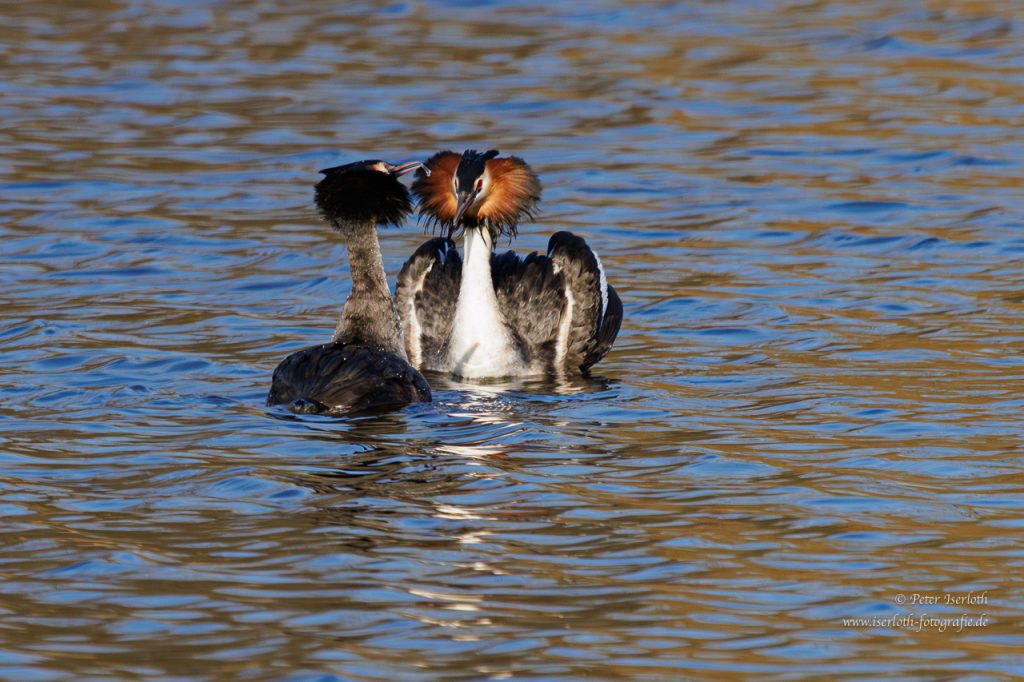 Haubentaucher - Paar der der Balz, er mit geöffneten Flügeln.