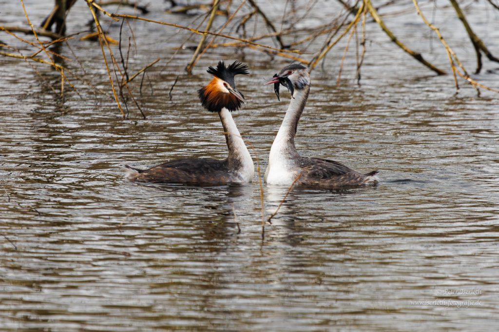 Ein Haubentaucher überreicht einem Zweiten Nichstmaterial, als Zeichen der Zuneigung.