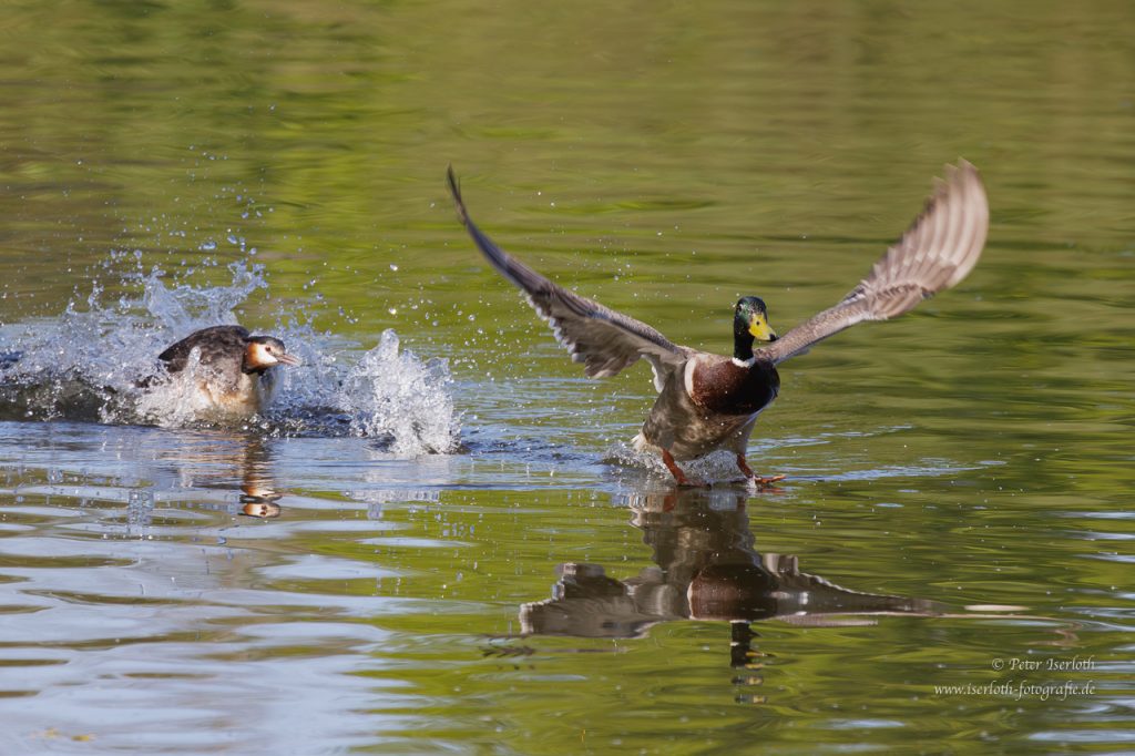 Ein Haubentaucher verscheucht eine Stockente vom Nest.