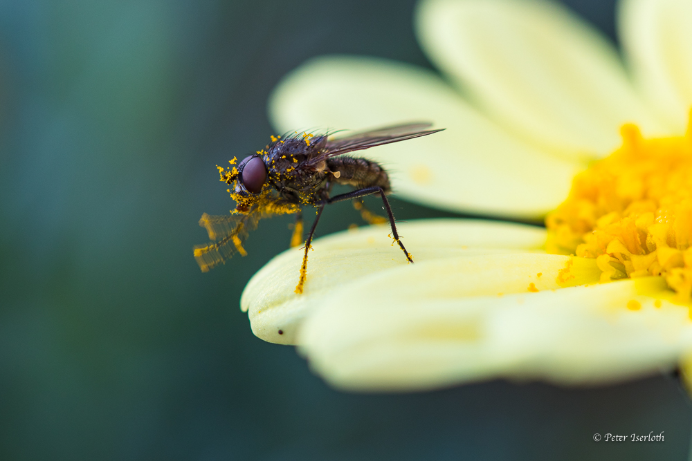 Eine Stubenfliege, voll mit Blütenstaub, sitzt auf dem Blatt einen Margerite. 