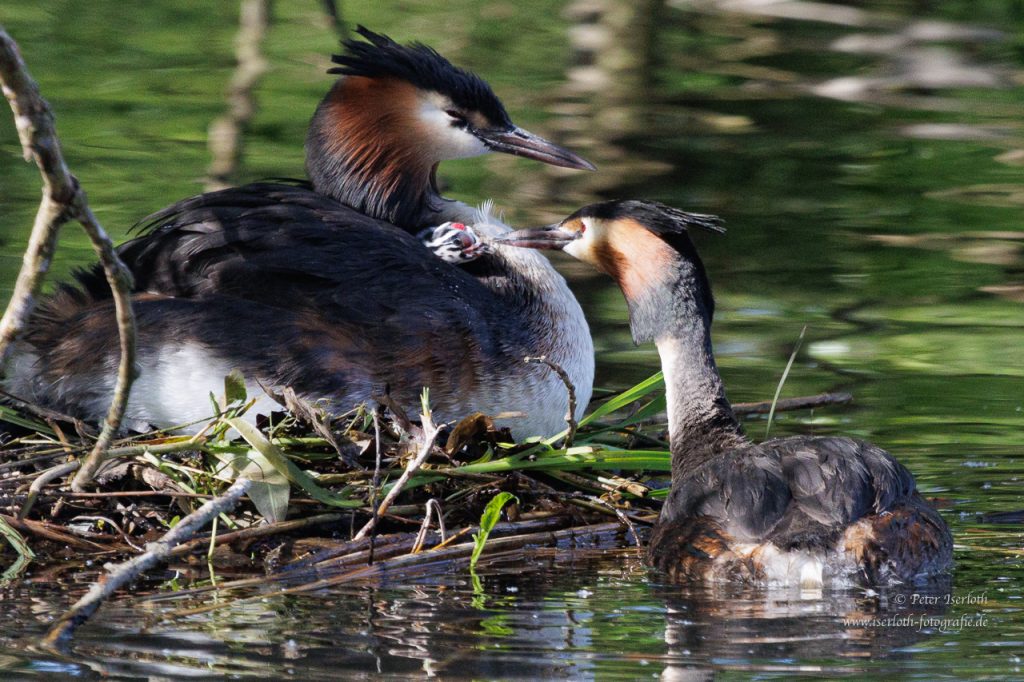 Haubentaucher kümmern sich um den Nachwuchs, der auf dem Rücken des Altvogel sitzt.