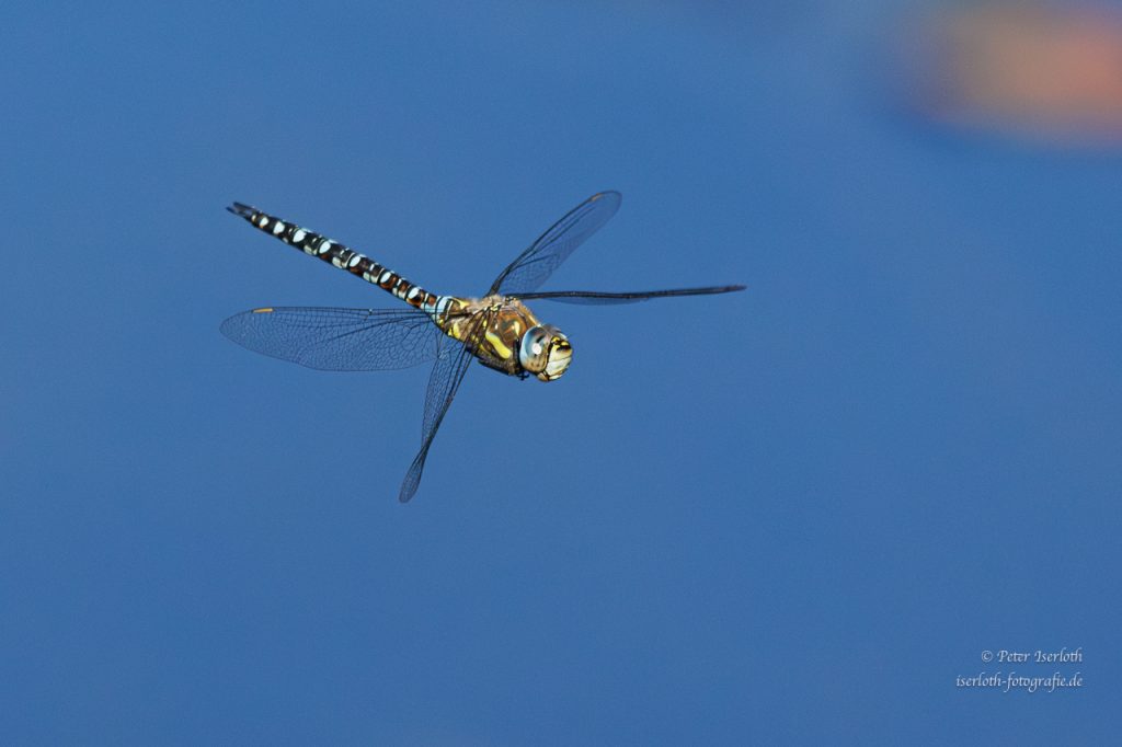  Die blaugrüne Mosaikjungfer, ein filigraner Flugkünstler.