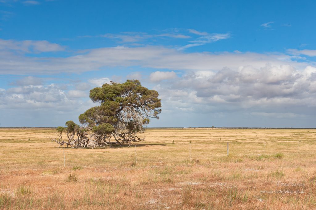 Ein einsamer Baum in einer australischen Graslandschaft.