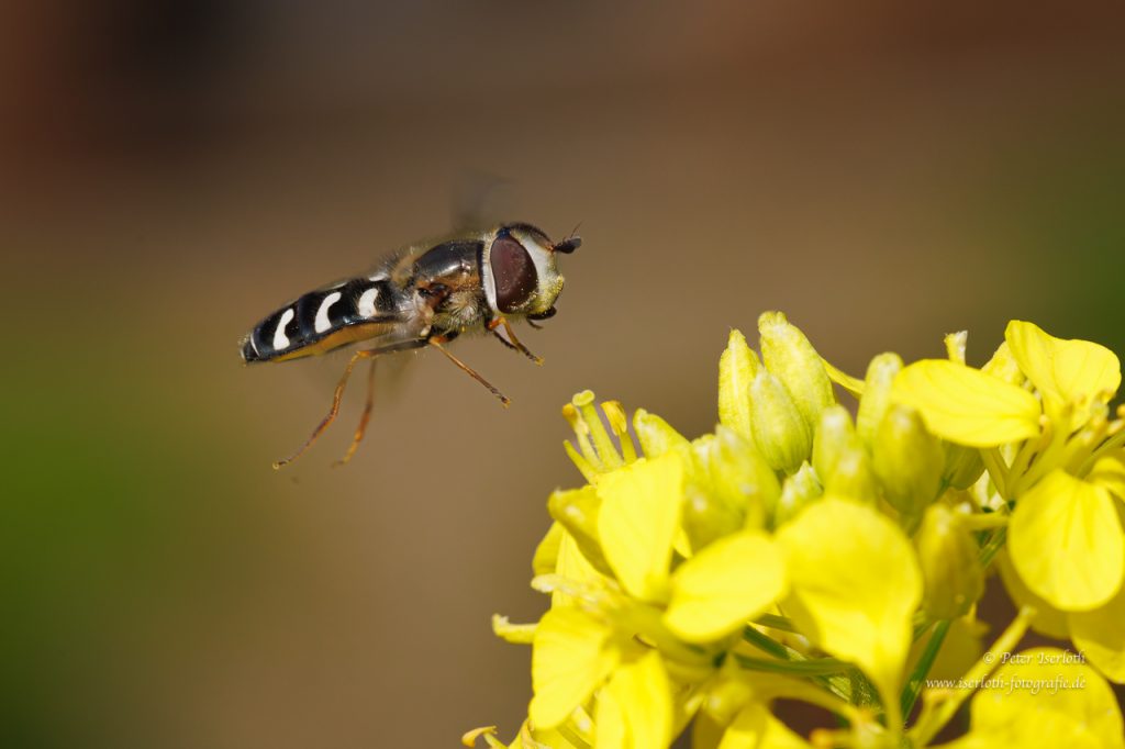 Eine Schwebfliege im Anflug auf eine gelbe Blüte.
