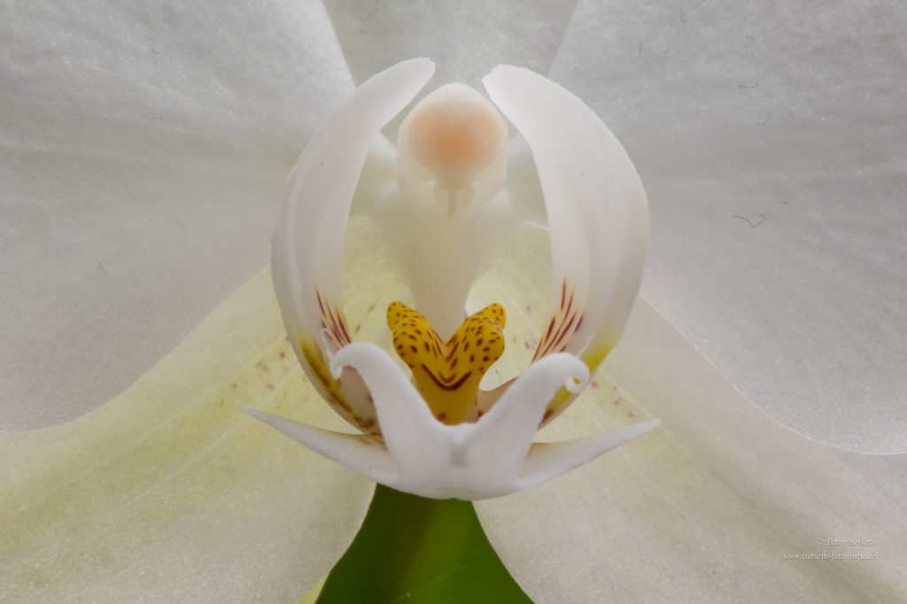 Blütenkelch der weißen Phalaenopsis-Orchidee, zeigt die Verspieltheit der Natur.