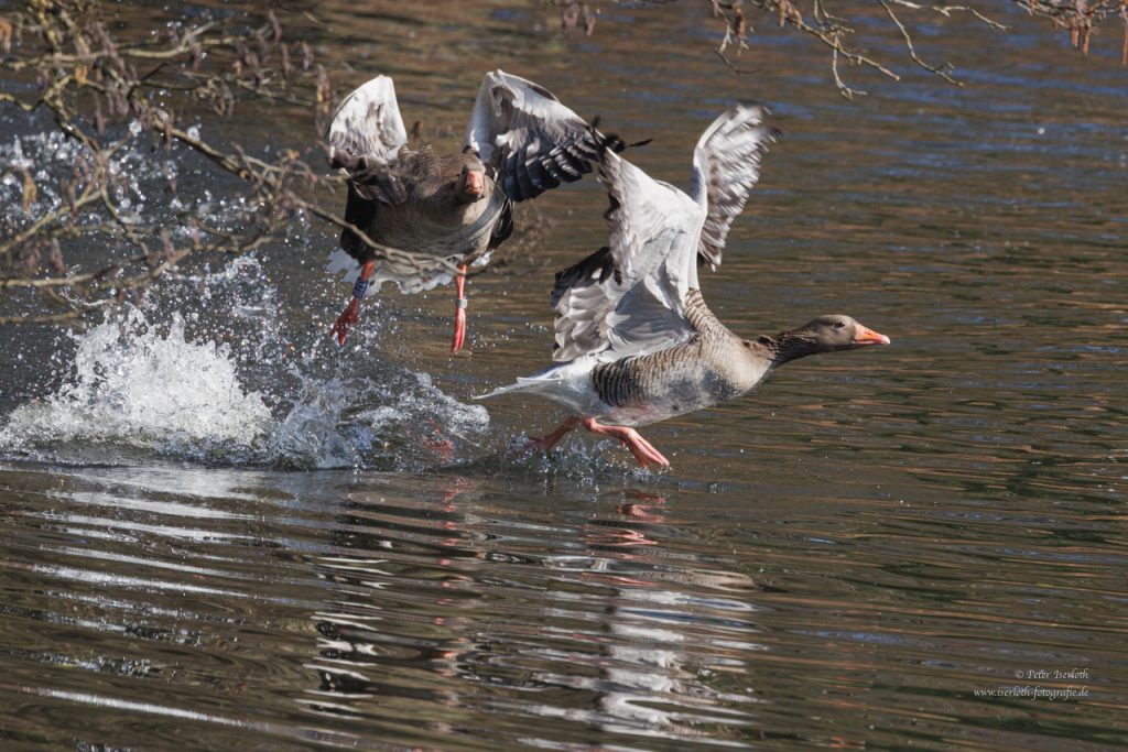 Zwei Graugänse in einer Auseinandersetzung, laufen, mit ausgebreiteten Flügeln, über das Wasser. 