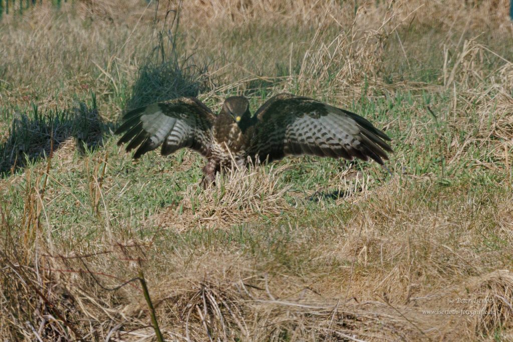 Ein Mäusebussard ist am Boden auf Jagd.