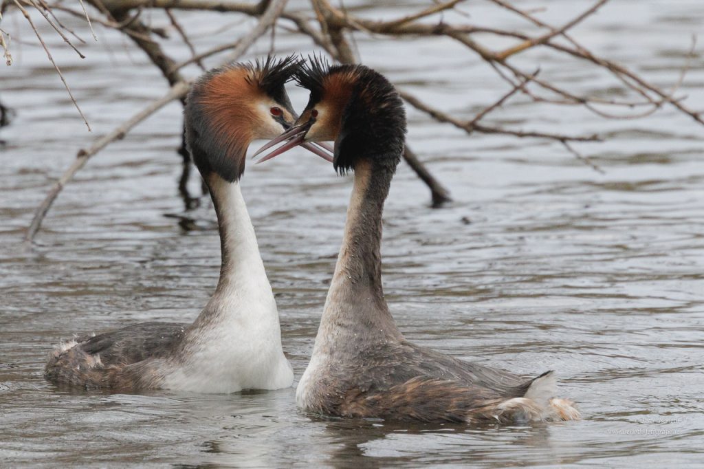 Ein Haubentaucherpaar bei der Balz, mit gekreuzten Schnäbeln.