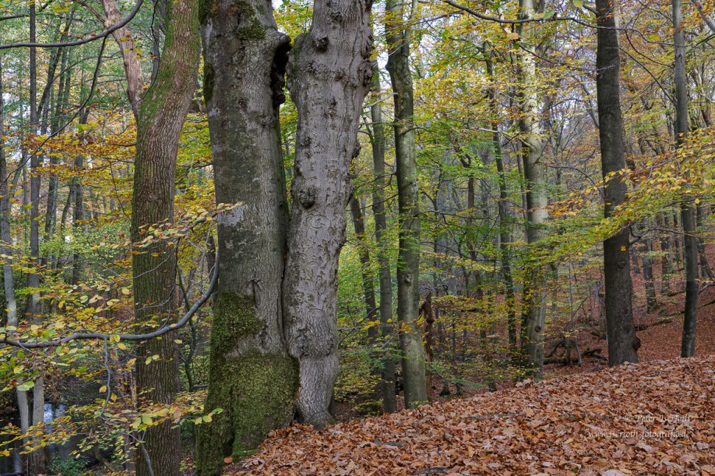 Zwei dicht beiernder wachsende Baumstämme, es macht den Eindruck, als würden sie sich küssen.