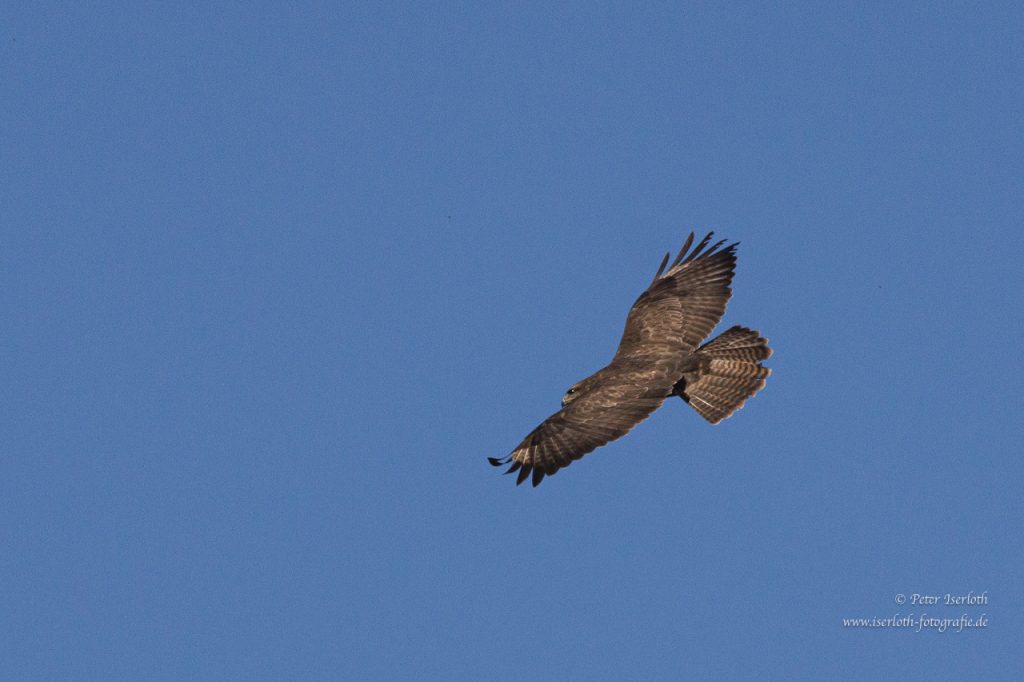 Ein Mäusebussard im Suchflug.