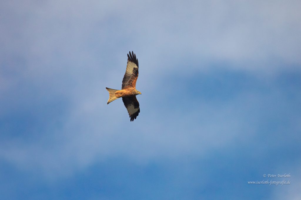 Ein Rotmilan kreist am Himmel, schön ist der gegabelte Stoß zu erkennen.