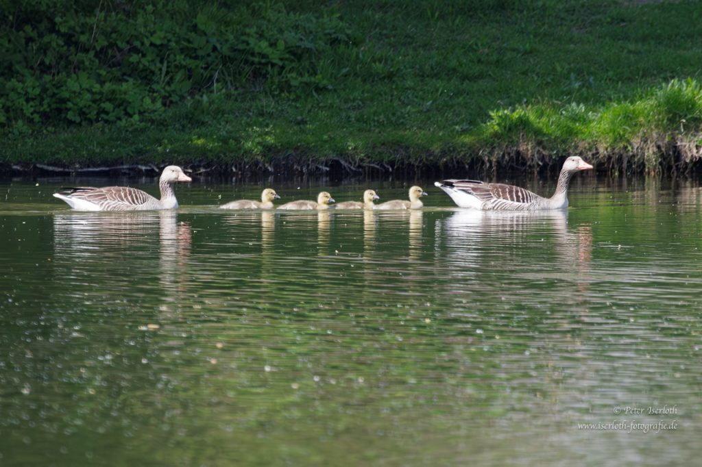 Graugänse sind fürsorgliche Eltern, hier schwimmt vorne und hinten ein Altvogel und dazwischen die Kinder.