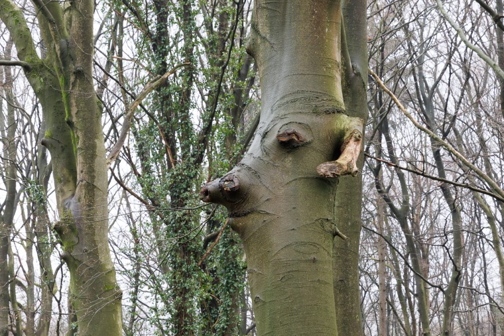 Der Stamm einer Buche, indem ein Gesicht zu erkennen ist.