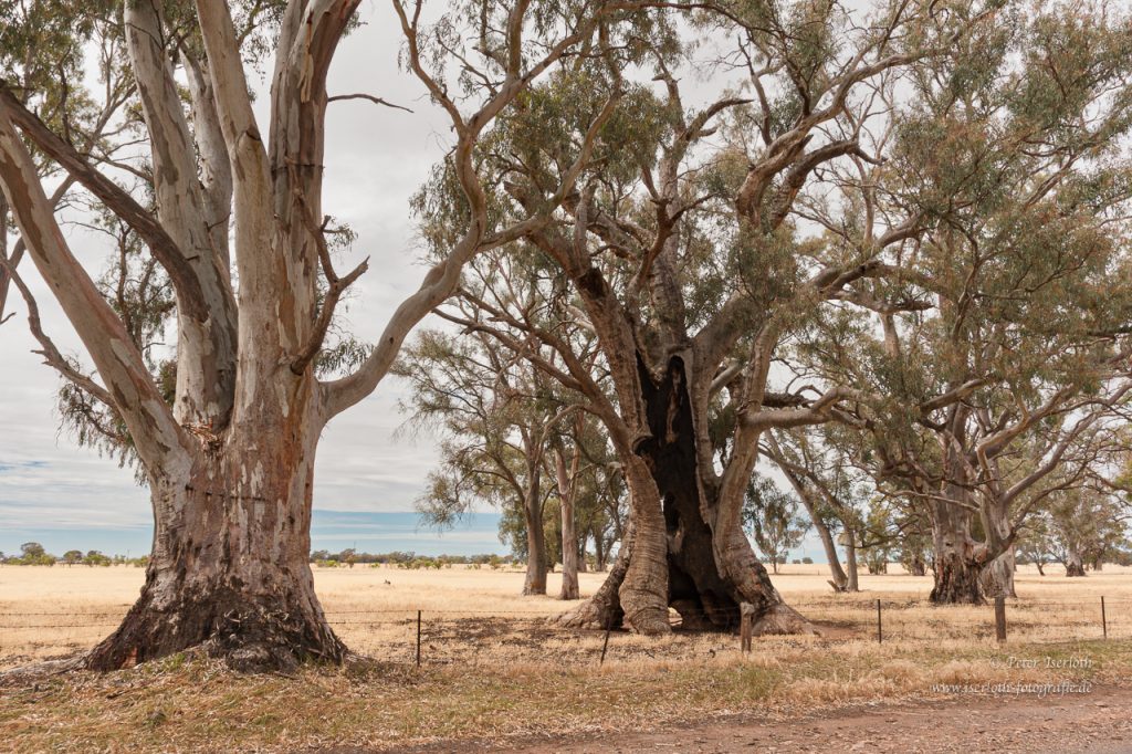Blick auf knorrige, mächtige Eukalyptusbäume.