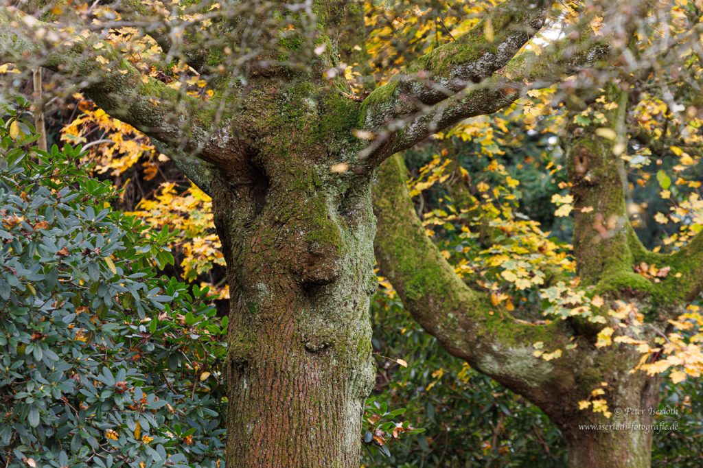 Ein Baumstamm der wie ein Hirsch wirkt.