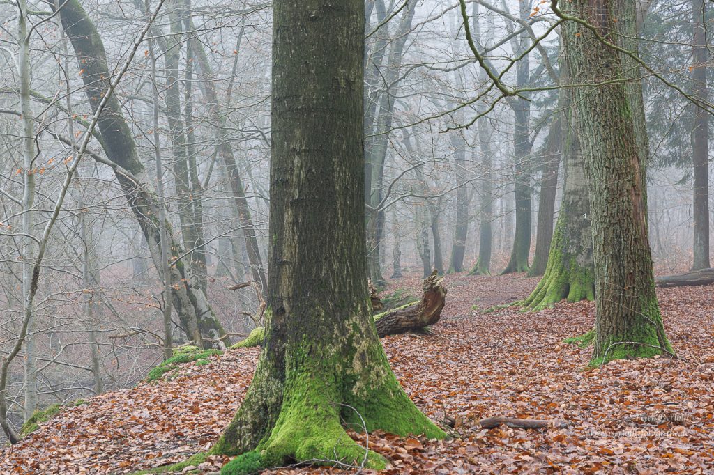 Im nebligen Wald, viel Laub und imposante Baumwurzeln.