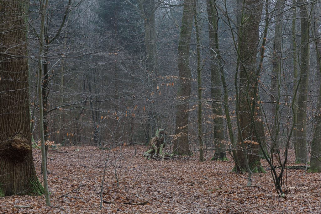 Blick im Wald auf einen Holzstapel, der wie eine Zauberfigur wirkt.