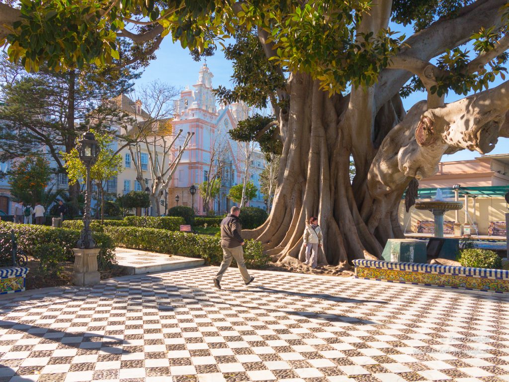 Ein mächtiger Gummibaum, zu sehen ist der beeindruckende Stamm.