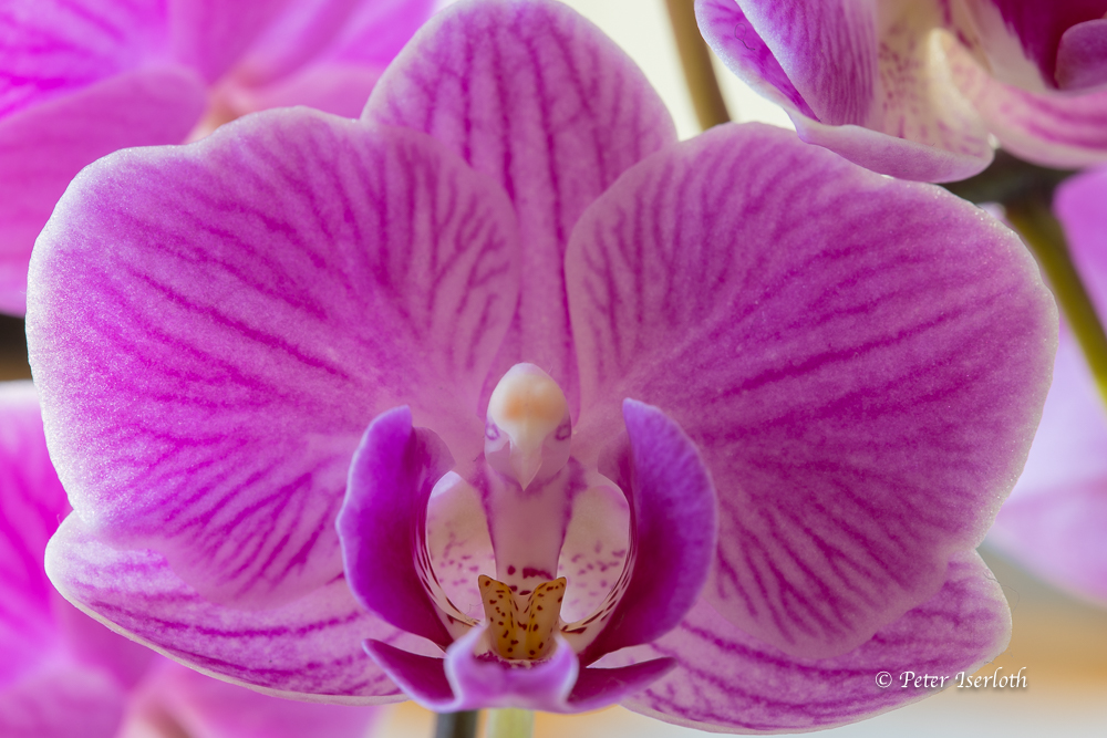 Blüte einer Orchidee, in der ein Papagei erkannt wird