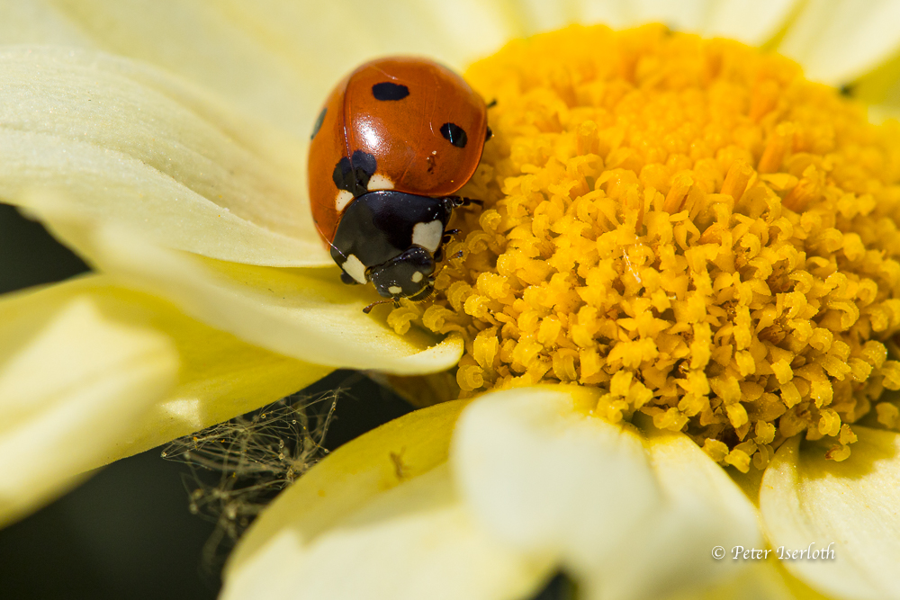 Ein Marienkäfer sitzt auf der Blüte einer Margerite und genießt den Nektar.