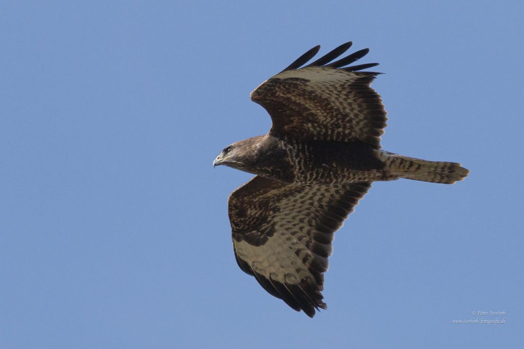 Großaufnahme von einem Mäusebussard. im aufmerksamen Suchflug.