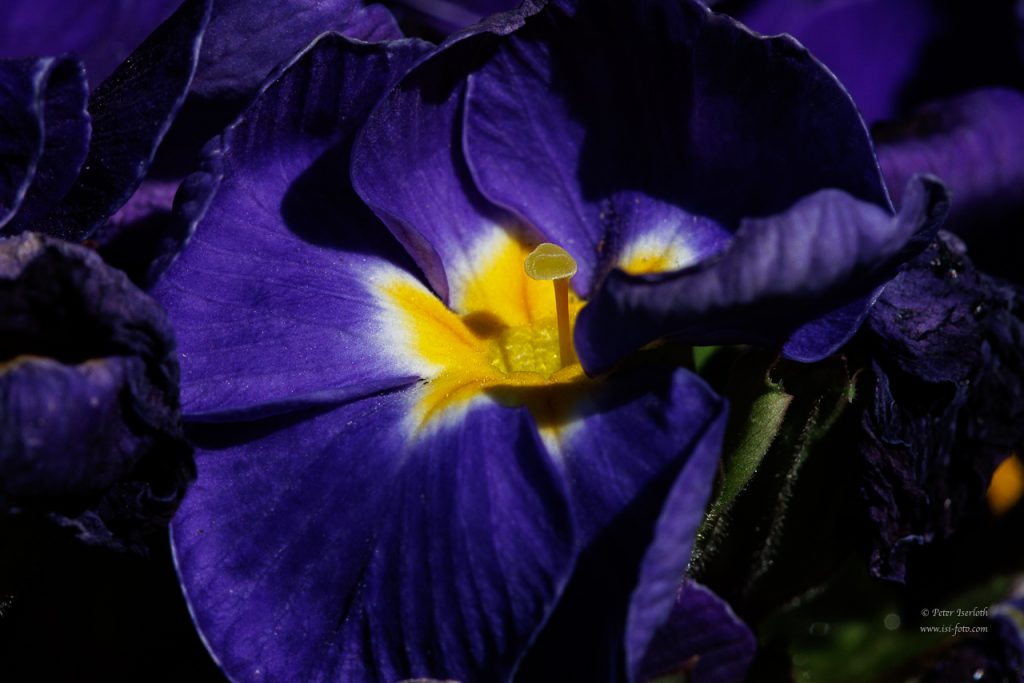 Macroaufnahme der Blüte einer Primel, mit Blütenkelch.