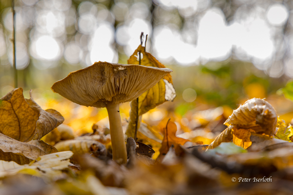 Ein steht im herbstlichem Waldlaub.