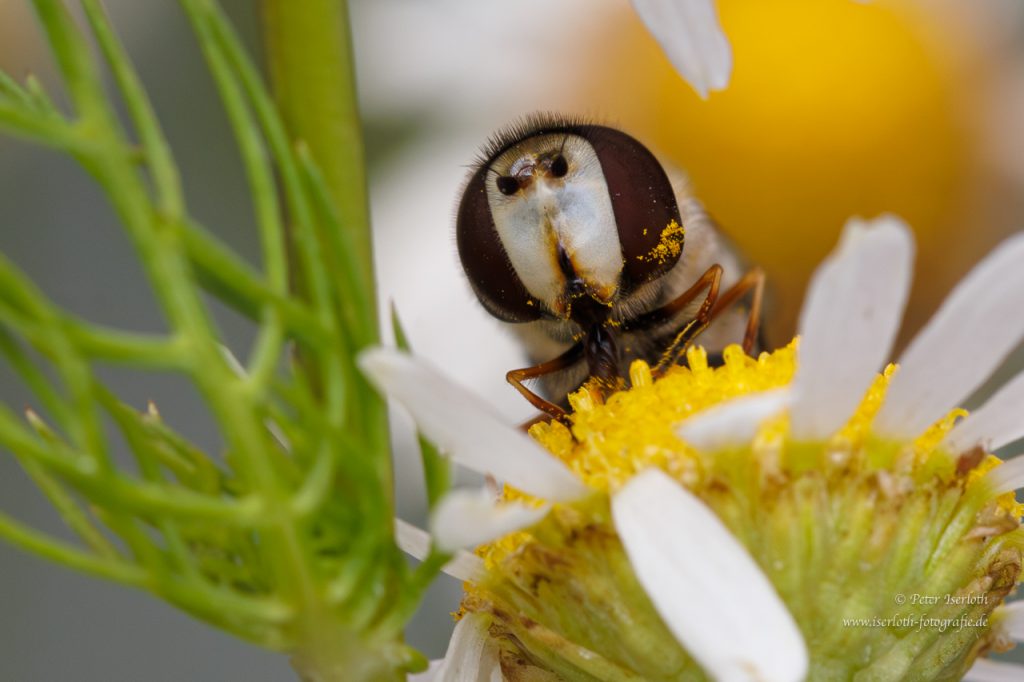 Eine Schwebefliege sitzt auf einer Blüte, Angesicht zu Angesicht.