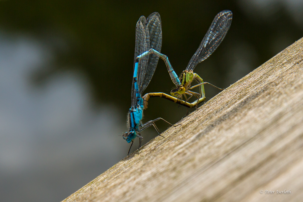 Libellen auf einem Holzbrett beim Kopulieren.