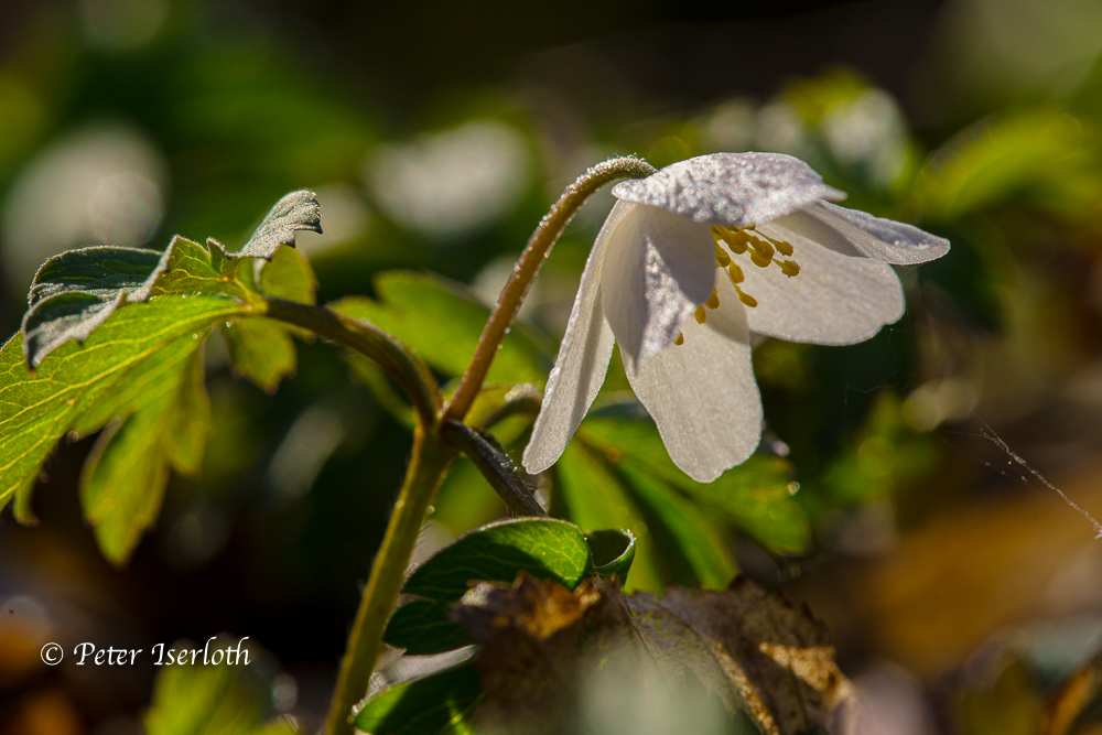 Die Blüte eines Buschwindröschen (Anemone nemorosa)