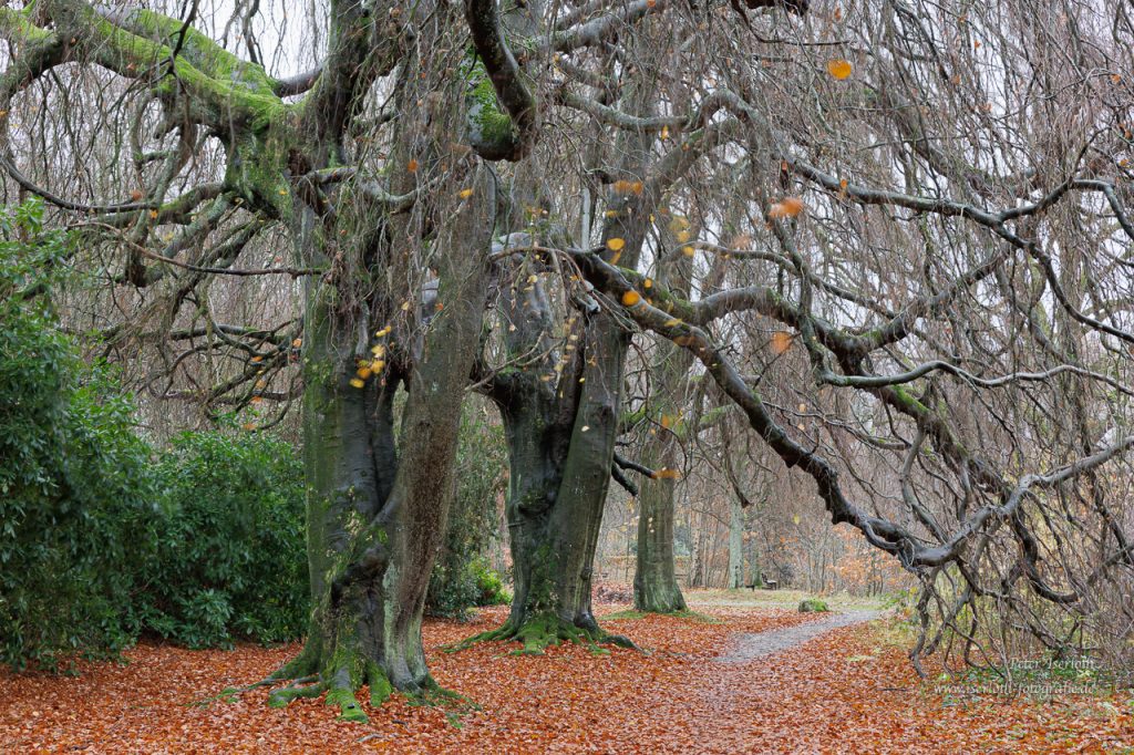 Bäume, bizarre Astformen im herbstlichen Gewand. 