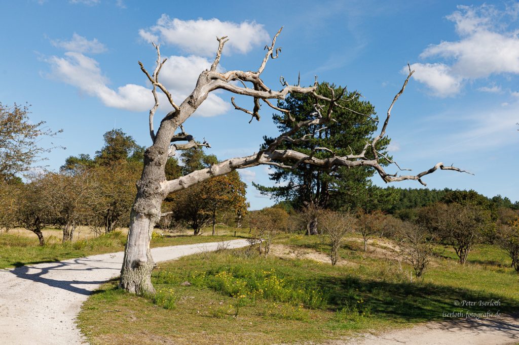 Alter abgestorbener Baum, der trotzdem noch eine Ausstrahlung hat.