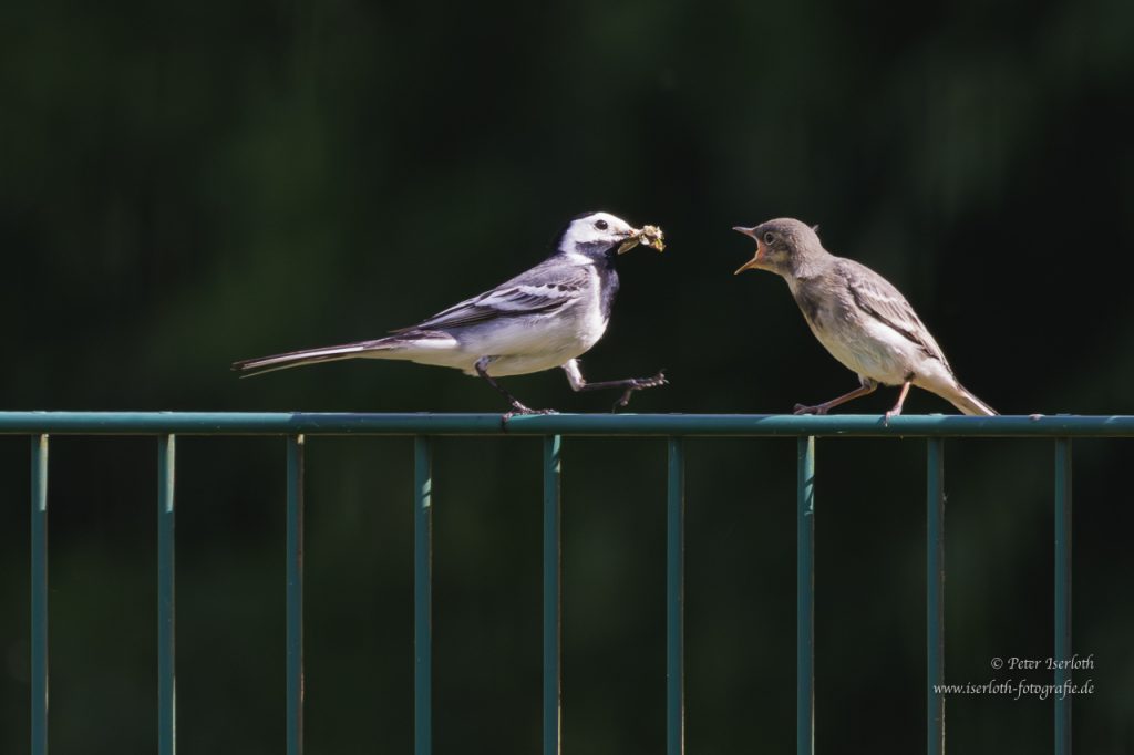 Eine Bachstelze füttert den Jungvogel.