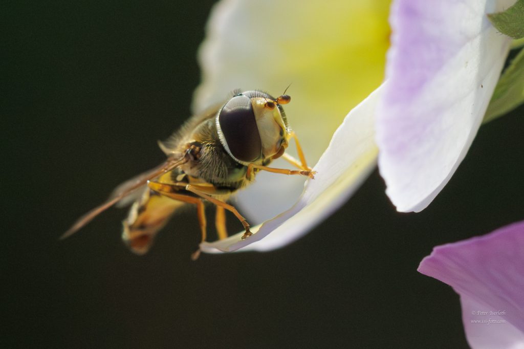 Porträt einer Schwebfliege, die in einer Blüte sitzt.
